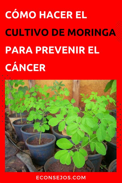 Conoce cómo plantar y hacer el cultivo de moringa en tu casa Moringa