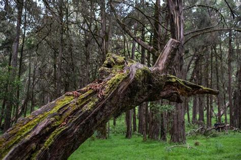 Strona 2 Lasow Lisciastych Zdjęcia darmowe pobieranie na Freepik