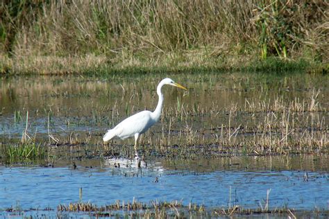 04 Grande Aigrette Ardea alba Great Egret Salreu rése Flickr