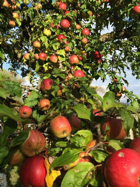 Free Images : apple, tree, nature, branch, fruit, flower, ripe, bush ...