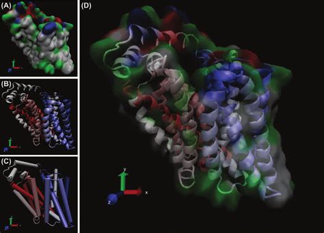 The modeled structure of GLUT1 as an ABC inward transporter. Panels A,... | Download Scientific ...