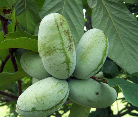 How To Grow And Care For A Pawpaw Tree