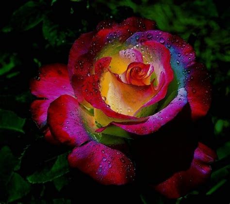 Rainbow roses - Rainbow Roses Photo (32177503) - Fanpop