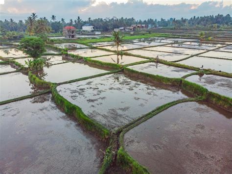 Os Campos De Arroz S O Inundados Gua Arrozais Inundados M Todos