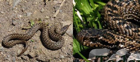 3 Venomous Snakes Found In Armenia 2025 Bird Watching Hq