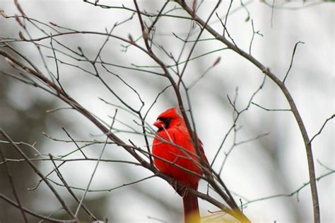 Species Spotlight: Northern Cardinal | Nothing to Crow About