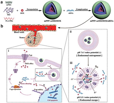 A Schematic Of A Ph Redox Dual‐responsive Mppp‐ssoei Dox Sirna