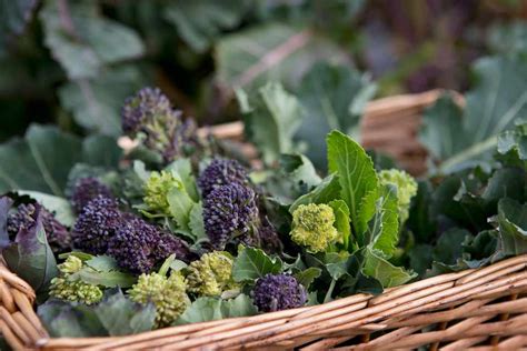 How To Grow Broccoli Bbc Gardeners World Magazine