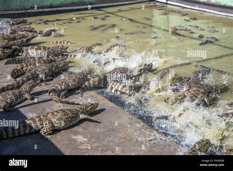 Broad Snouted Caiman Creation Stock Photo Alamy