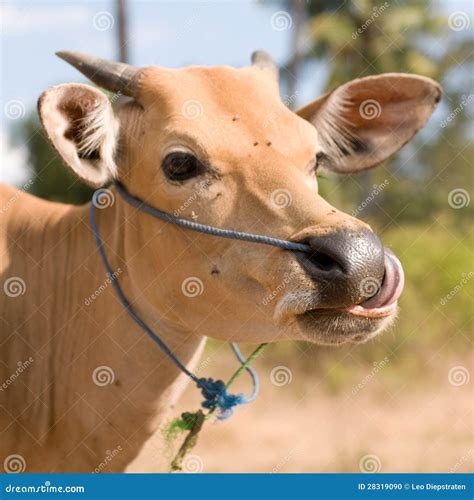 Light Bali cow stock photo. Image of bali, banteng, javanicus - 28319090