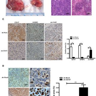 Inhibition Of CD147 Promotes The Apoptosis Of Melanoma Cell Lines A