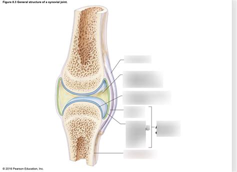 Synovial Joint Structure Diagram Quizlet