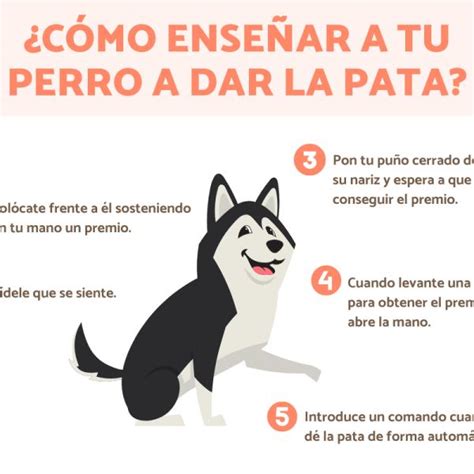 Truco Para Ense Ar A Tu Perro Paso A Paso Miltrucos