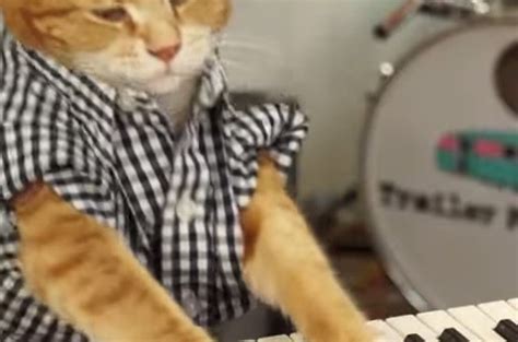 Cat playing a song on a keyboard (VIDEO) | BOOMSbeat