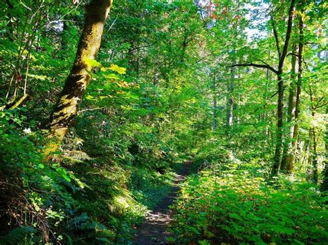 21 Spectacular Hikes Near Eugene, Oregon - Territory Supply