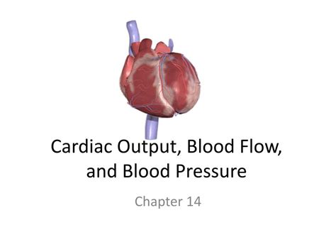 PPT - Cardiac Output, Blood Flow, and Blood Pressure PowerPoint ...