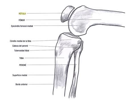 Rótula Anatomía Biomecánica Y Lesiones Con Fotos