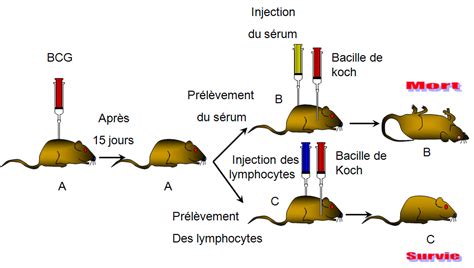 Réponse Immunitaire Spécifique Dalida Reponse Immunitaire Specifique