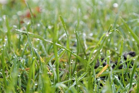 Premium Photo Close Up Of Wet Grass On Field