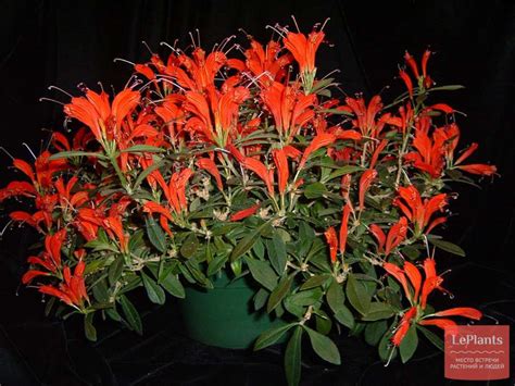Эсхинантус (Aeschynanthus) — описание, выращивание, фото | на LePlants.ru