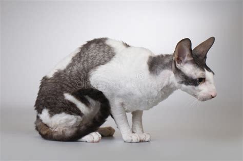 Adult Male Of Cornish Rex Breed Cat Posing On Background Stock Photo