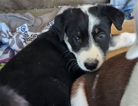 Kingman AZ Border Collie Meet Chubbs A Pet For Adoption AdoptaPet