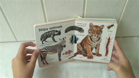 My First Animals Board Book Youtube