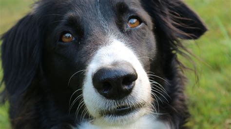 Siete Cosas Que Haces Y Tu Perro Odia Hazte Eco