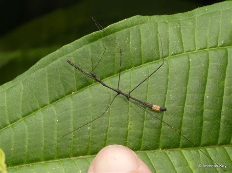 Thread Legged Assassin Bug Reduviidae Emesinae ID By Per Flickr