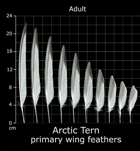 The Feather Atlas Feather Identification And Scans U S Fish And