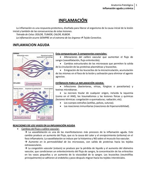 Capítulo 2 Robbins Inflamación aguda y crónica INFLAMACIÓN La