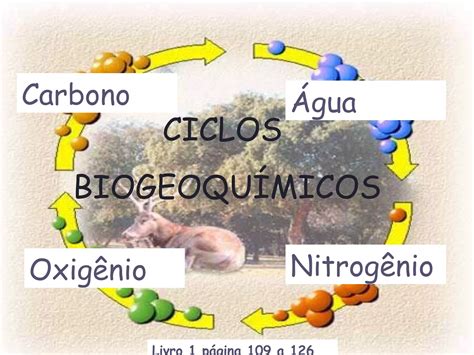 Ciclos Bioenergeticos - Ciclos biogeoquímicos | PPT | Science
