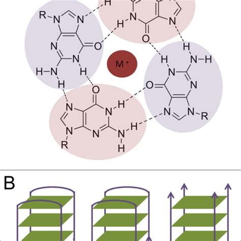 Structure Of The DNA G Quadruplex Of An Oxytricha Nova Telomeric