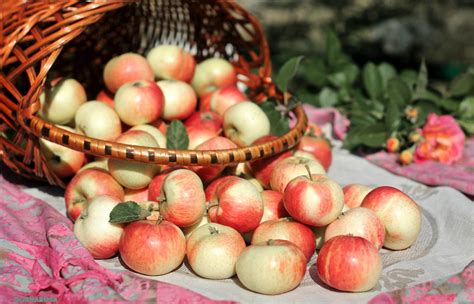 #741826 4K, 5K, Fruit, Apples, Many, Wicker basket - Rare Gallery HD