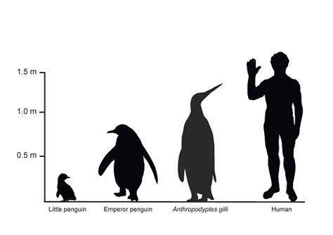 A 40 million year penguin parade: Museum Victoria and Monash scientists