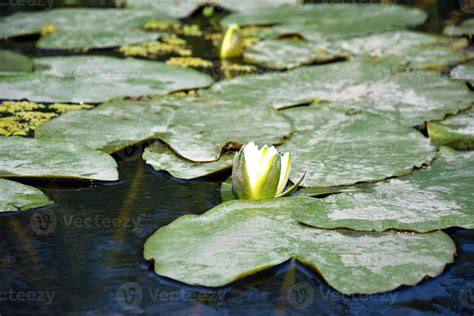 Water Lilies Green Leaves On A Pond With White Blooming Lotus Flowers