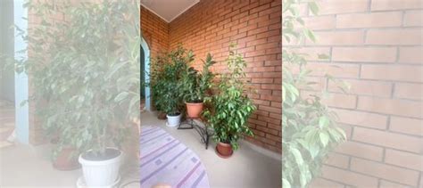 Фикус купить в Ростове-на-Дону | Товары для дома и дачи | Авито