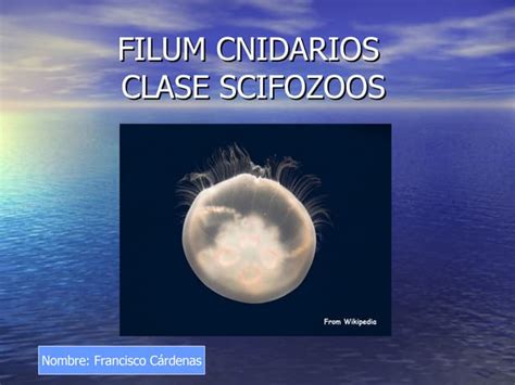 Filum Cnidarios Ppt