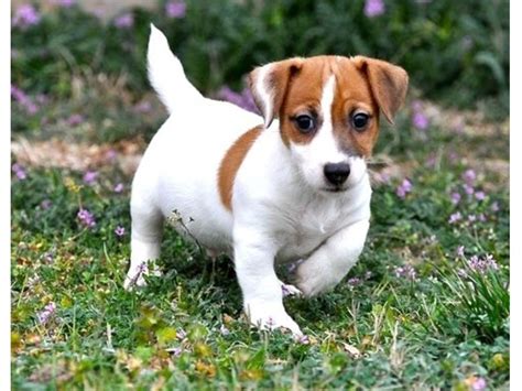 Dollzis Jack Russell Puppy For Sale California