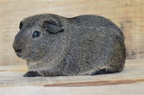 Mimicking Natural Guinea Pig Habitat - Guinea Pig Center