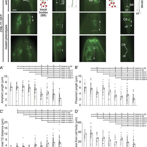 Detailed Analysis Of Cilia Length And Positioning In Strains With