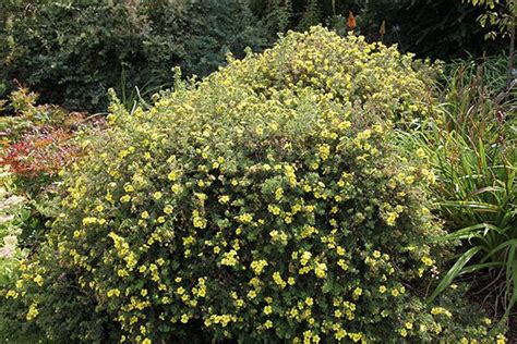 Potentilla Fruticosa Primrose Beauty Shrubby Cinquefoil Border