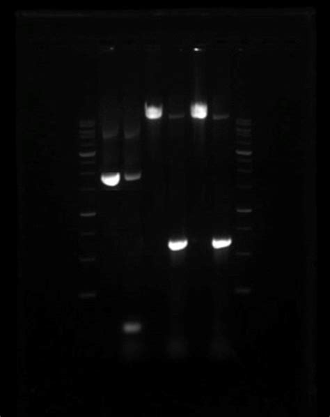 Pcr Gel Diagram Quizlet