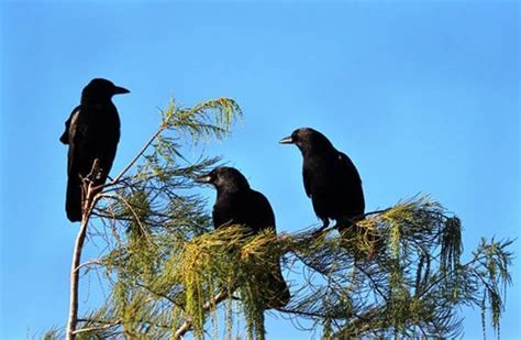 American Crow Description Habitat Image Diet And Interesting Facts