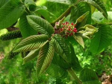 Juglans Ailantifolia Japanese Walnut Go Botany