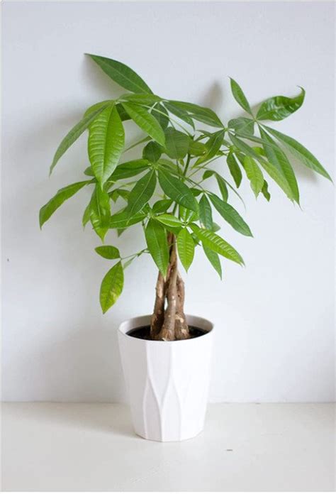 Pachira Aquatica Tropical Plant Cm Tall Cm Pot Etsy Uk