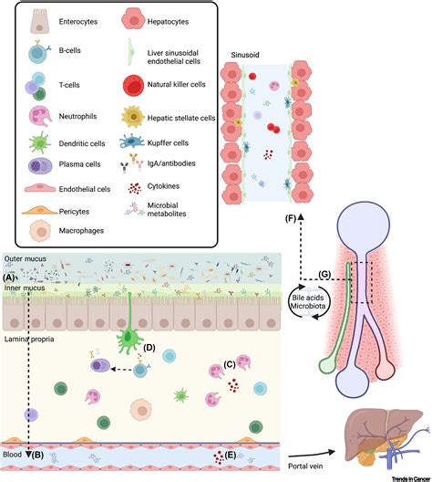 The Gutliver Axis Host Microbiota Interactions Shape Hepatocarcinogenesis Trends In Cancer