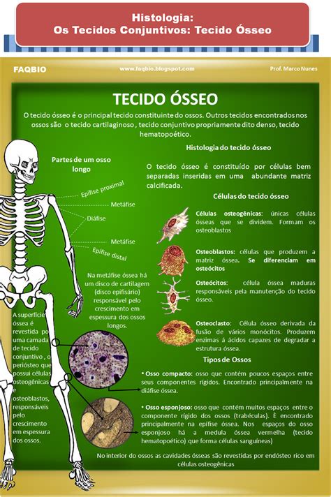 Faqbio Apoio Ao Estudo De Biologia Ficha Resumo Histologia Tecido