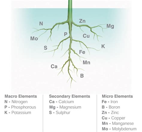 The 6 Essential Nutrients For Healthy Plants - The Plant Guide