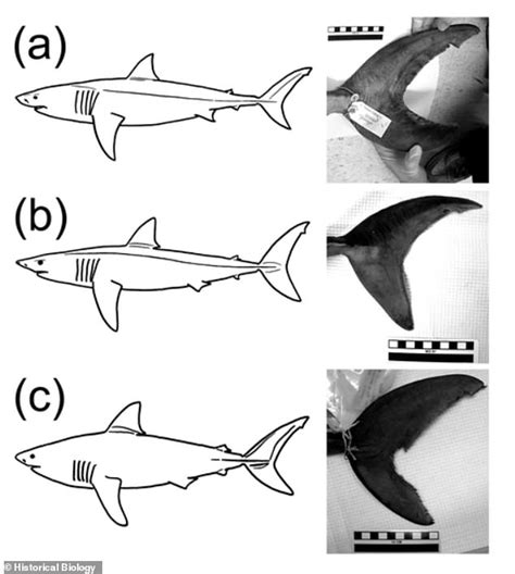 Scientists Still Have No Idea What The Megalodon Really Looked Like Big World Tale